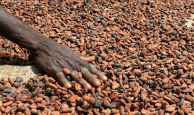 Marché du cacao : la Côte d’Ivoire et le Ghana durcissent le ton face aux multinationales