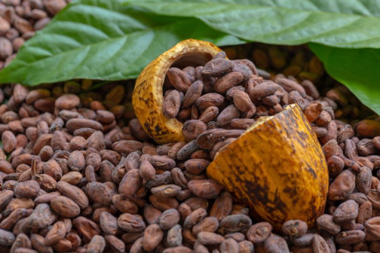 Cacao : «la Côte d'Ivoire et le Ghana s'insurgent contre deux chocolatiers américains»