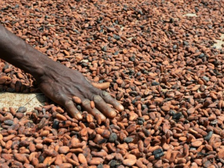 Marché du cacao : la Côte d’Ivoire et le Ghana durcissent le ton face aux multinationales