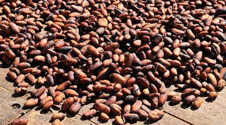 Côte d'Ivoire-Cacao : les mauvais acheteurs traqués par le régulateur