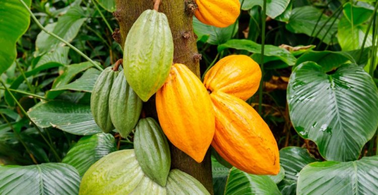 Côte d’Ivoire : « Le cacao s’écoule à peine à 1000 F, le kg » (Exportateur)