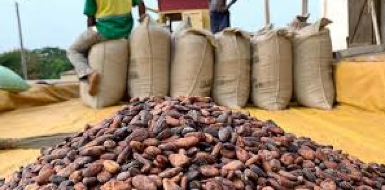 Côte d’Ivoire-Commercialisation : les conditions des 6 multinationales au Conseil café-cacao