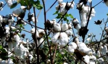 Afrique-Coton : la Côte d'Ivoire, 2e pays producteur