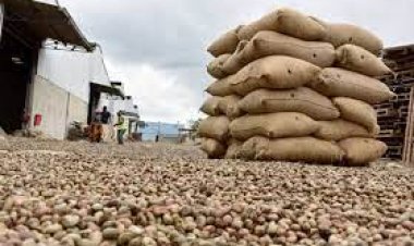 Côte d’Ivoire (Cajou) : la  « main tendue » des  petits transformateurs !