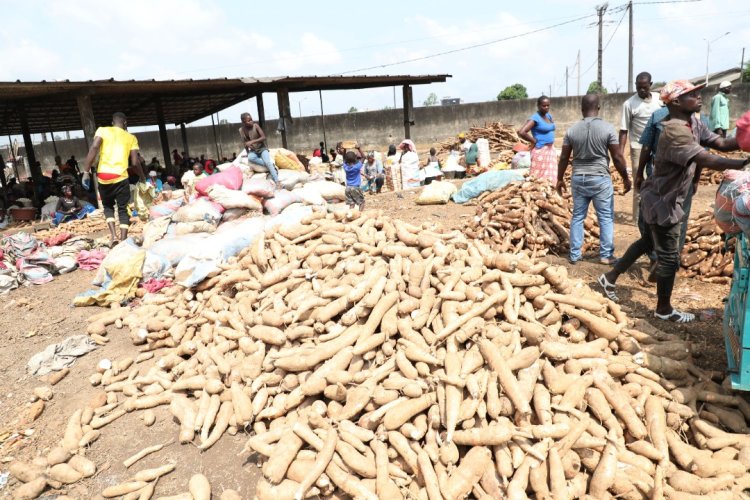 Côte d’Ivoire (alimentation) : le manioc, « désormais très sécurisé »