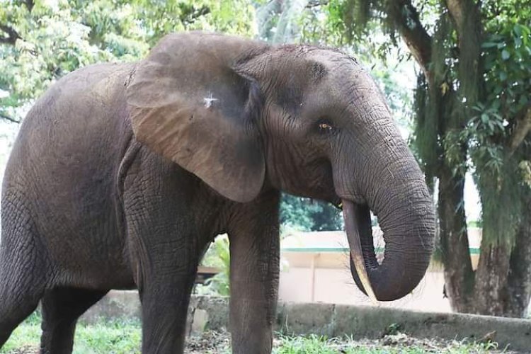 Côte d’Ivoire : le Zoo d’Abidjan booste ses valeurs attractives