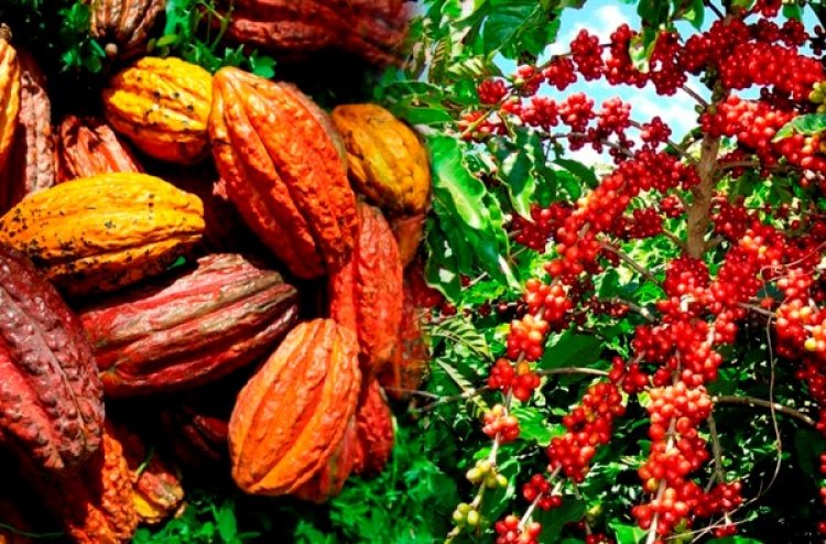 Côte d’Ivoire (Café-cacao) : Yamoussoukro, les producteurs saluent « les fortes actions de Ouattara »