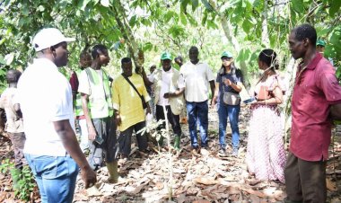 Côte d’Ivoire (Reforestation) : les 1ers résultats du projet Promire rassurent la Fao
