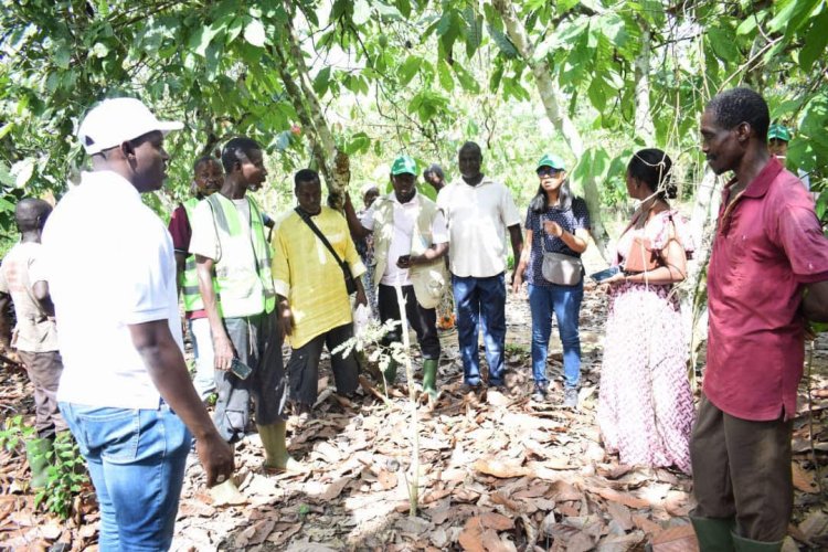 Côte d’Ivoire (Reforestation) : les 1ers résultats du projet Promire rassurent la Fao