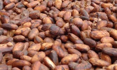 Côte d’Ivoire (Cacao) / Campagne intermédiaire : le prix du KG fixé à 1500 FCFA
