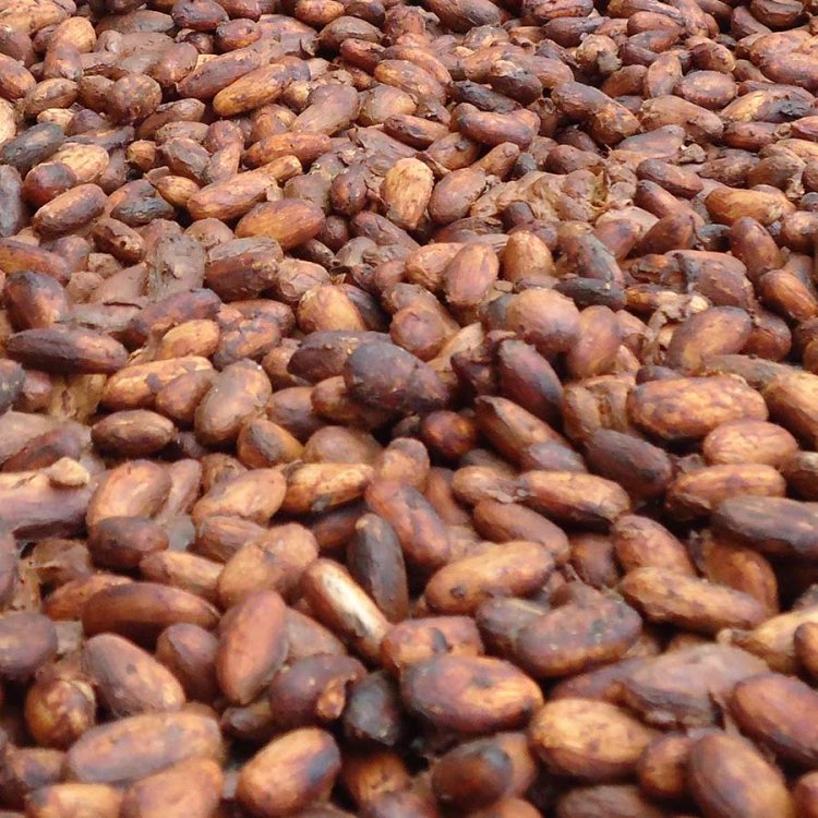 Côte d’Ivoire (Cacao) / Campagne intermédiaire : le prix du KG fixé à 1500 FCFA